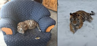 Méretesre nőtt a szibériai tigriskölyök a dél-romániai illegális állatkertben (Videó)