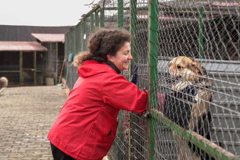 Nem „kóborok”, hanem magukra hagyottak. Riport az állatvédelem frontvonalából