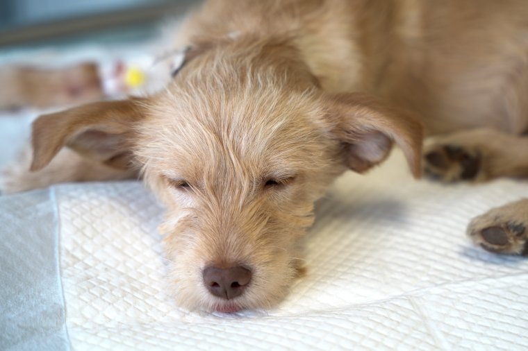 Akadnak oltásellenes gazdik Hargita megyében