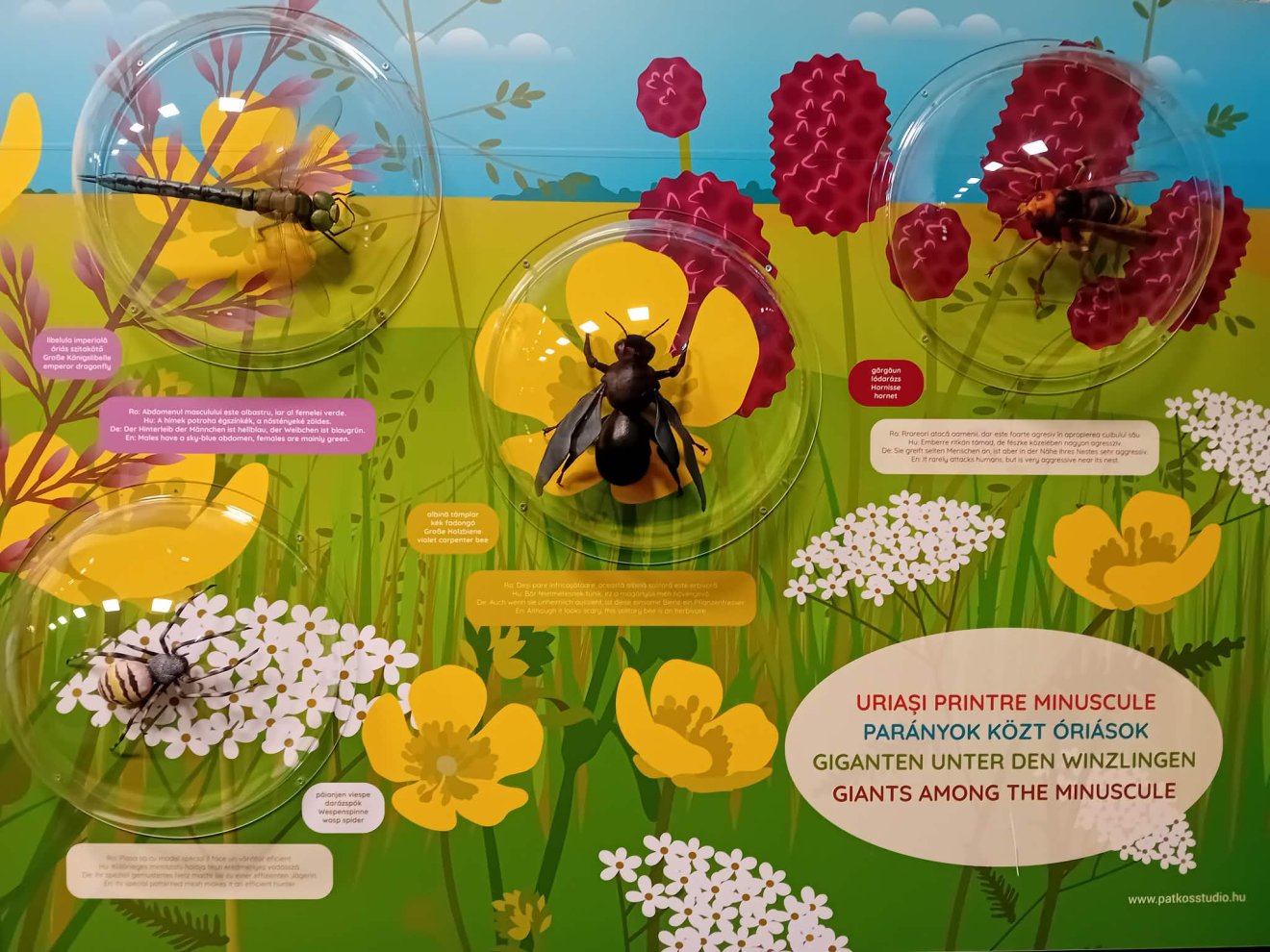 Szatmárnémeti múzeum