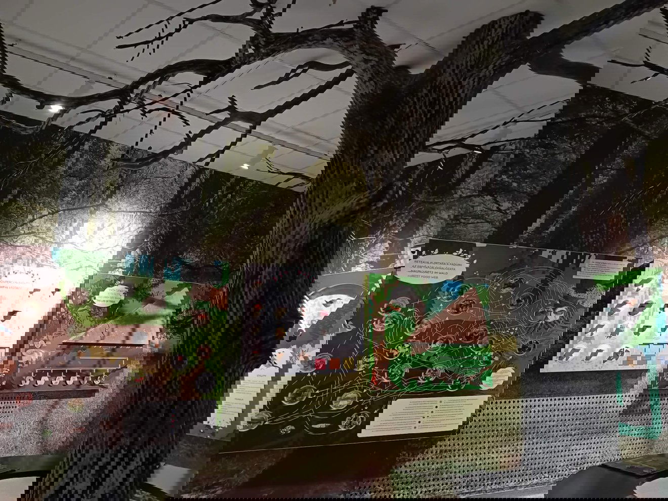 Szatmárnémeti múzeum