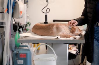Úgy tűnik, lesz elég körzeti állatorvos Hargita megyében