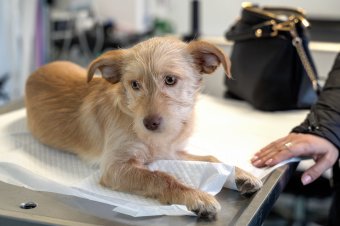 Ingyenes kutyaivartalanítás Csíkszeredában