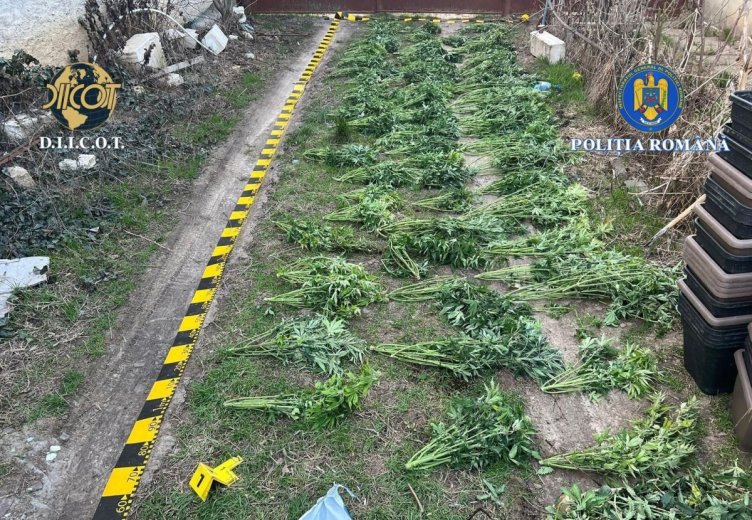 Drogkereskedelem és bizonyítékok megsemmisítésének kísérlete miatt kerültek többen előzetesbe