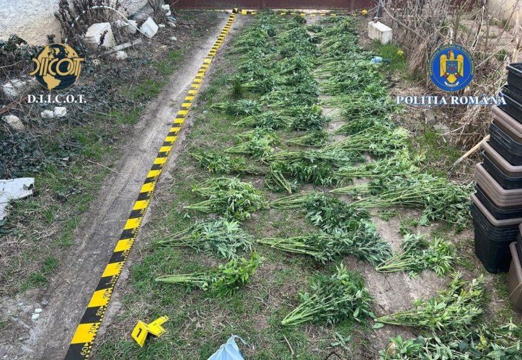 Drogkereskedelem és bizonyítékok megsemmisítésének kísérlete miatt kerültek többen előzetesbe