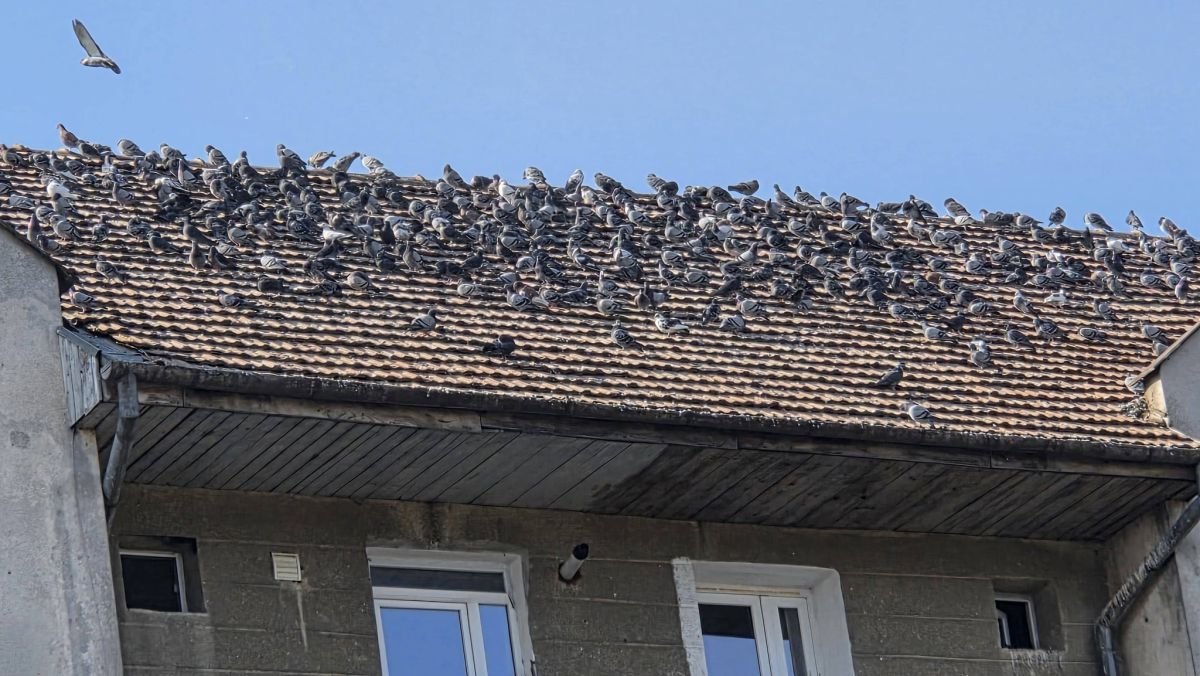 Szintén problémát jelentenek a túlszaporodott városi galambok &bullet;  Fotó: Facebook/Lazăr Faur aradi alpolgármester