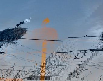 Székelyföld egyik településére már megérkezett az első gólya