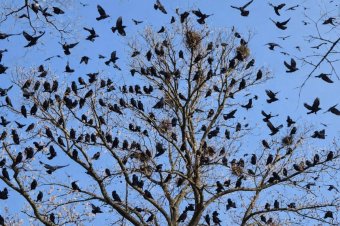 Varjak „terrorizálják” a partiumi városközpontot, az önkormányzat aberrációnak nevezi a madarakat védő törvényeket