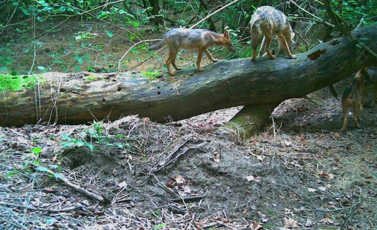 Aranysakálok terrorizálják a partiumi megyeszékhely egyik lakóövezetében élőket