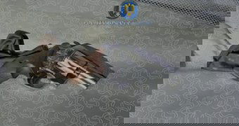 Lövöldözött is a 18 éves fiatal: fegyvereket foglalt le a rendőrség Brassó megyében