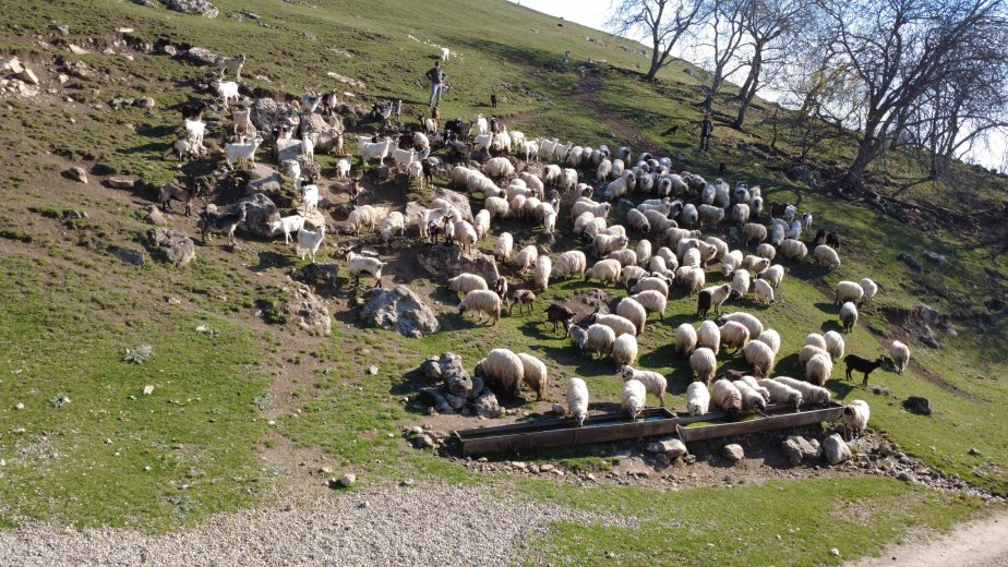 Támogatásvesztéssel fenyegetik a juhászokat feketén foglalkoztató gazdákat