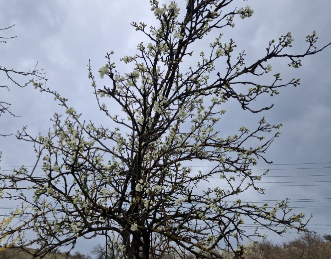 Virágzás után jön a baj: így lehet védekezni a tavaszi fagykár ellen