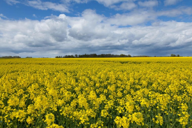 Nőtt a termőterületek nagysága Romániában, a „sztárnövényből” biodízel készül