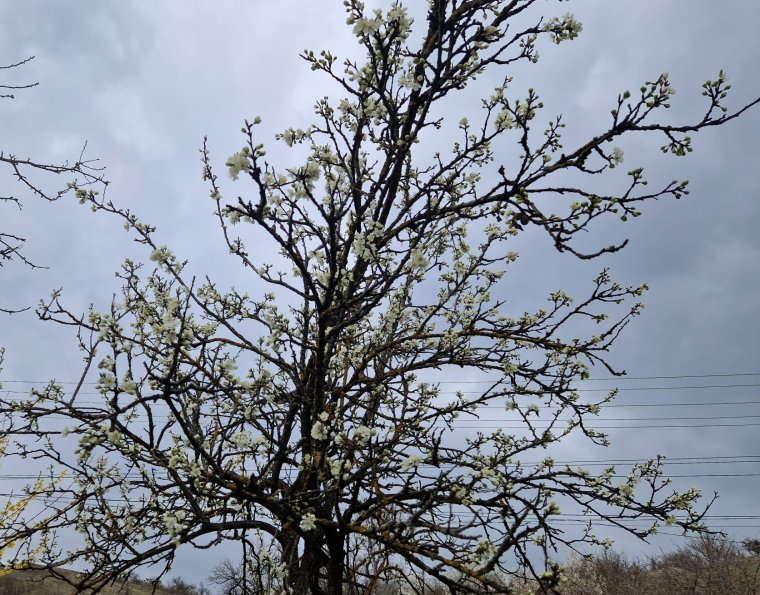 Virágzás után jön a baj: így lehet védekezni a tavaszi fagykár ellen