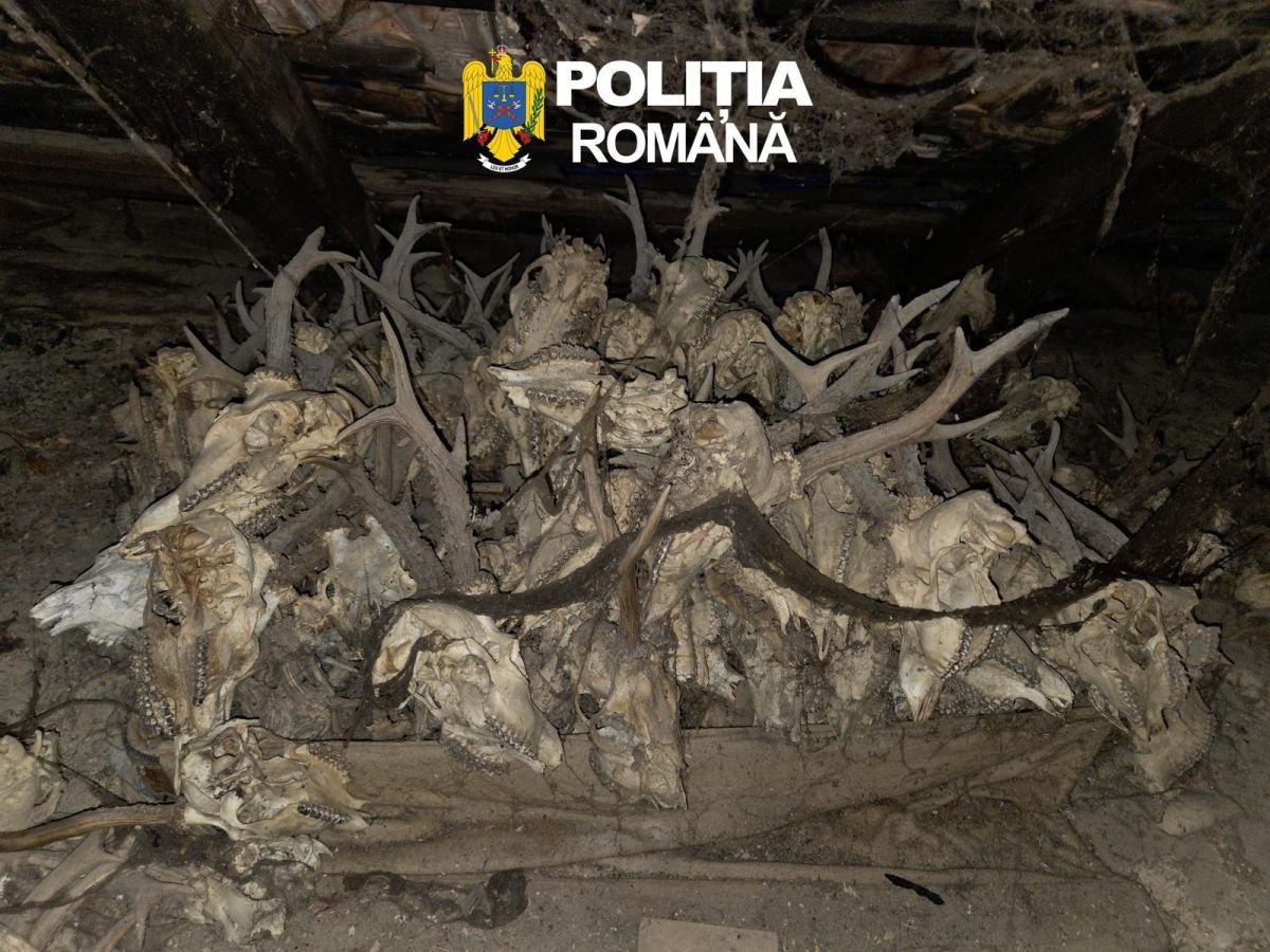 Több mint kétszáz trófeát halmoztak fel &bullet;  Fotó: Arad Megyei Rendőr-főkapitányság