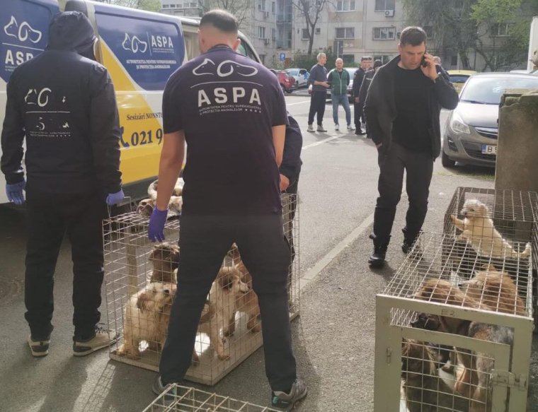 Huszonöt kutyát találtak a hatóságok egy tömbházlakásban