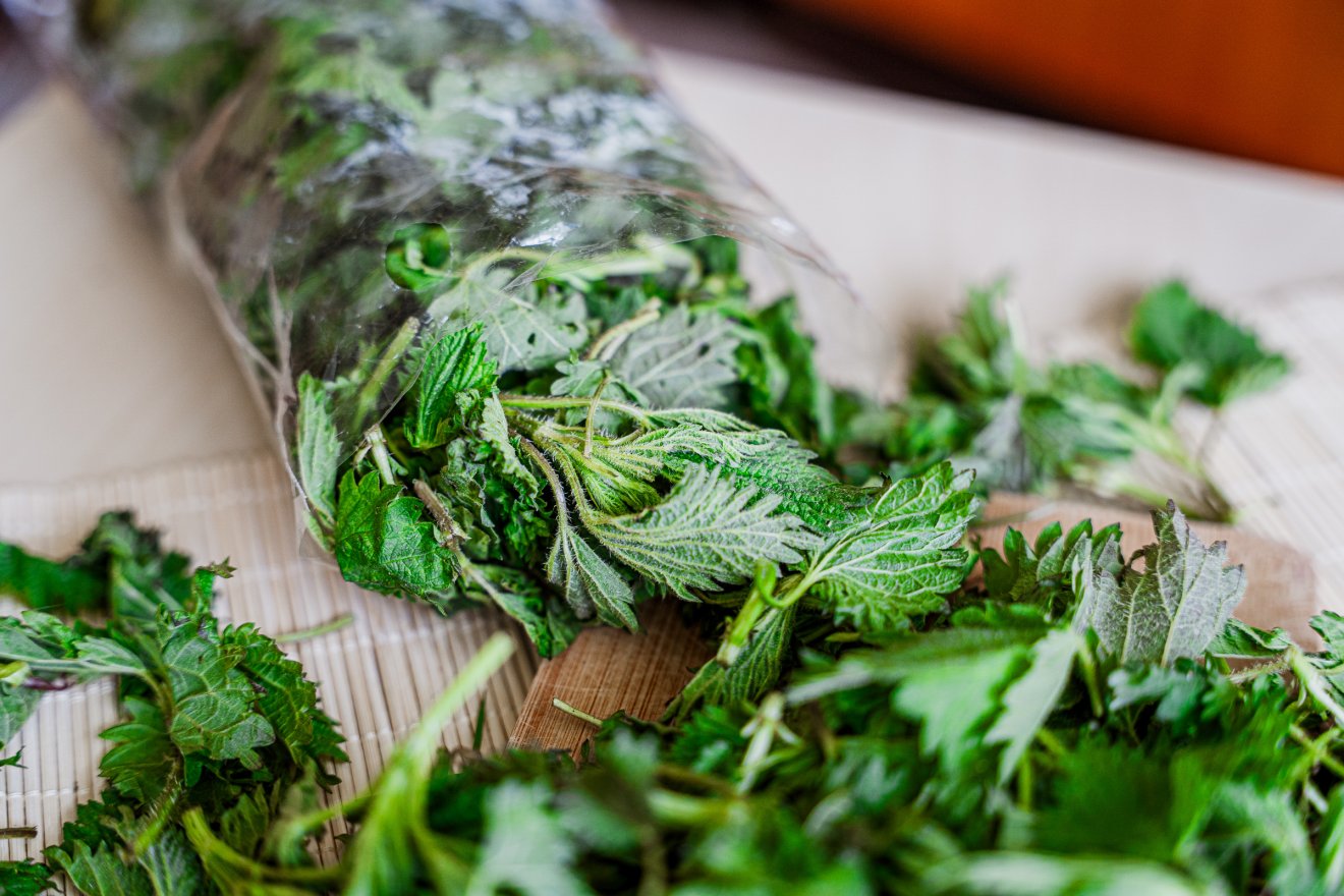 csalán, Krónika, táplálék, fine dining