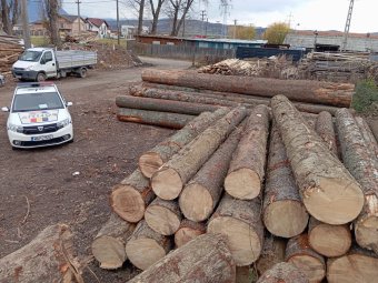 Tömeges szabálysértések az erdészeti ágazatban, naponta bírságol a rendőrség