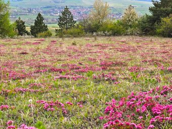 Még egy ideig megcsodálható Kalotaszeg egyik jelképe, a riszegvirág