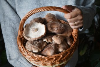 Van élet a csiperkén túl: pincéből épít vállalkozást egy székelyföldi gombatermesztő