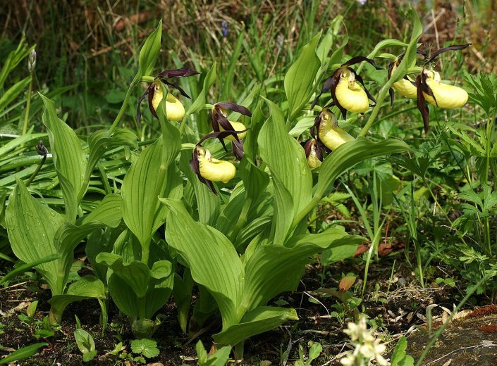 Székelyföldön is virágzik Európa leglátványosabb vadon élő orchideája