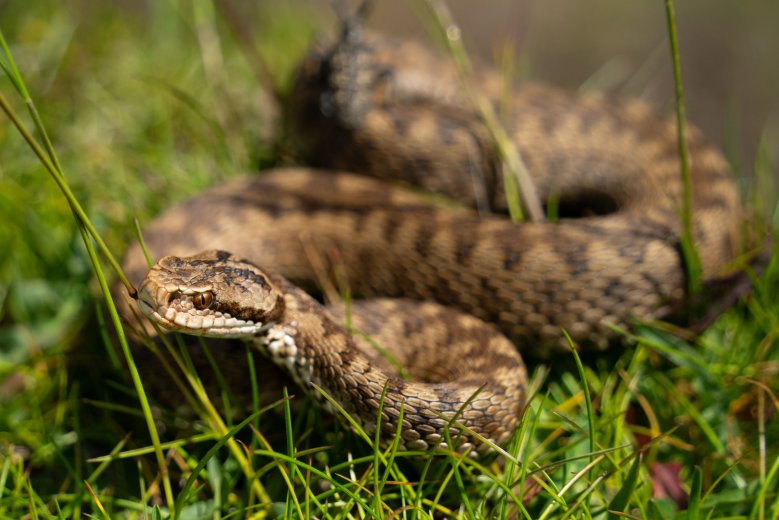 Nyáron egyre több a vipera és a medve a túraútvonalakon