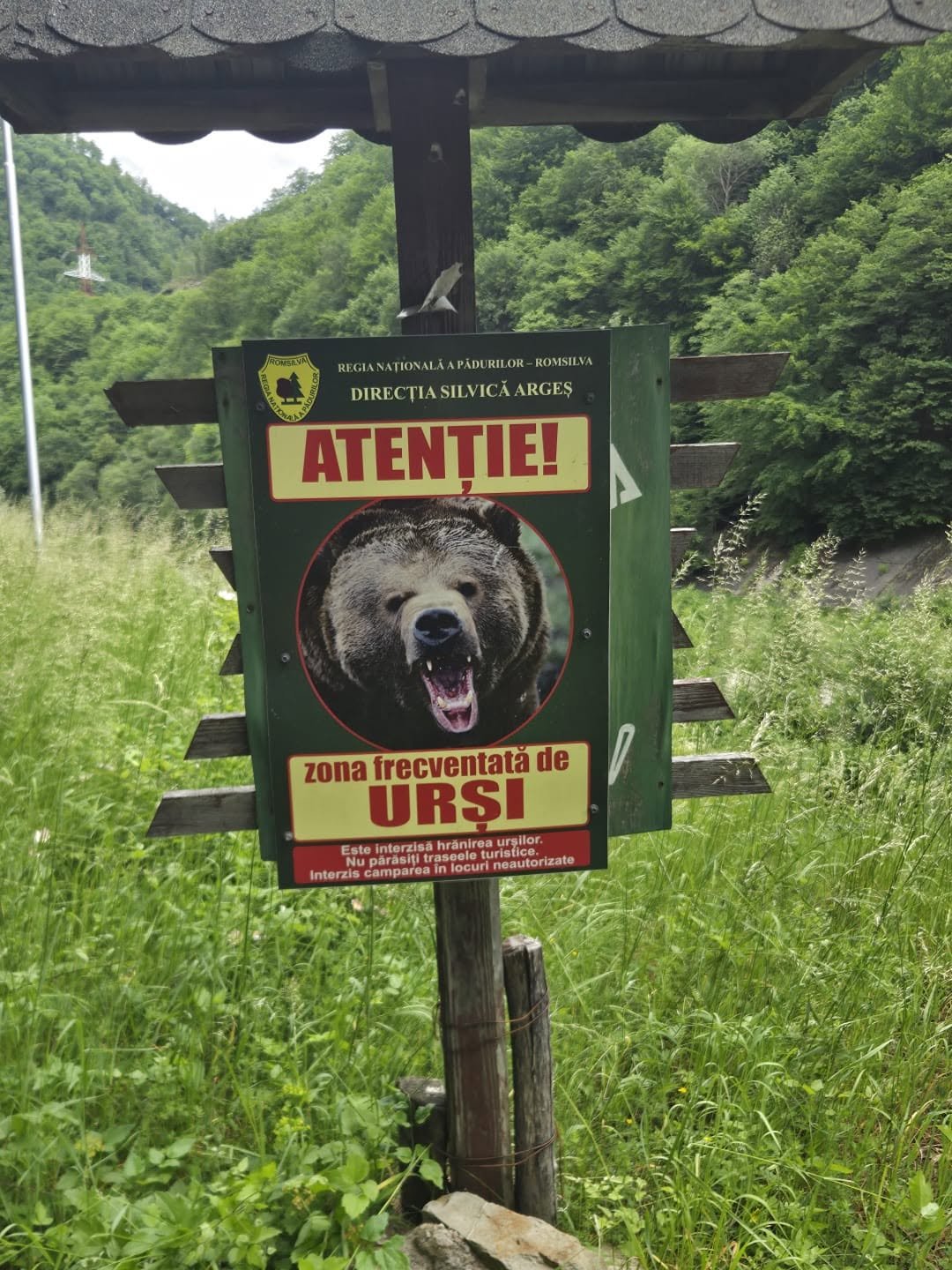 medve