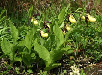 Székelyföldön is virágzik Európa leglátványosabb vadon élő orchideája
