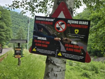 Egy használt autó árának megfelelő összeget kell bírságként lepengetnie annak, aki eteti a medvét