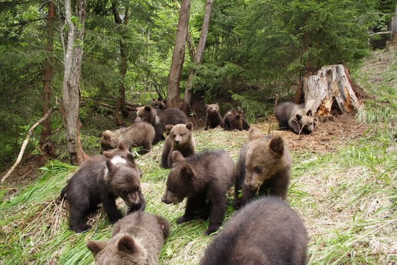 „Nem a visszavadított medvék járnak be a falvakba”. A Bear Again központ vezetője húsz év tapasztalatáról