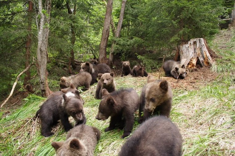 „Nem a visszavadított medvék járnak be a falvakba”. A Bear Again központ vezetője húsz év tapasztalatáról