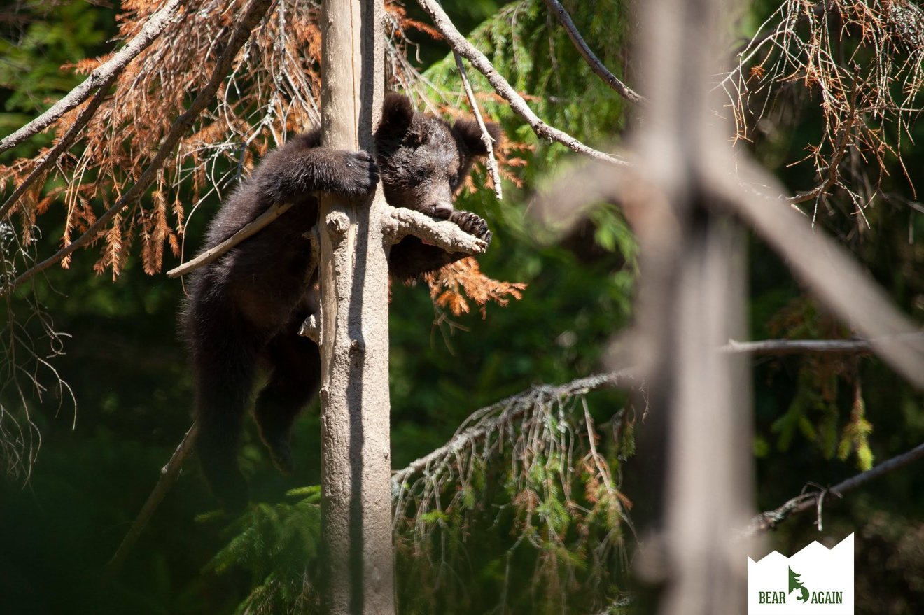 &bullet;  Fotó: Bear Again / Facebook