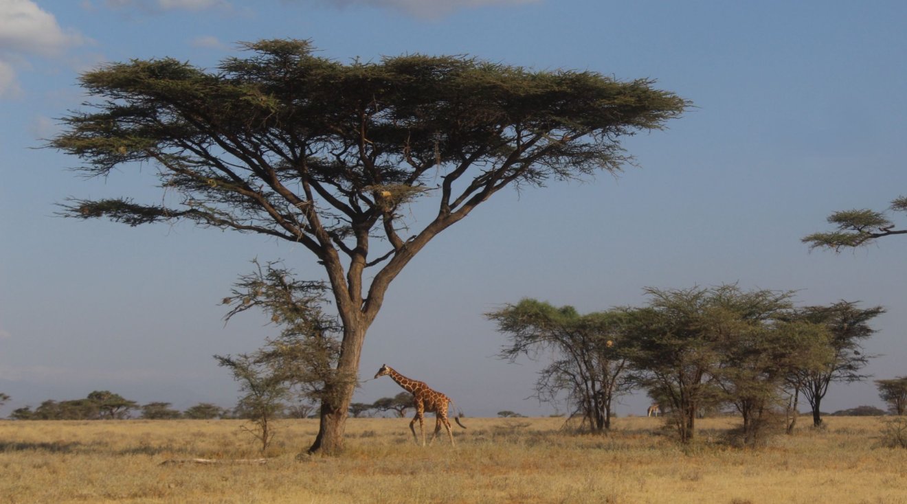 kenya