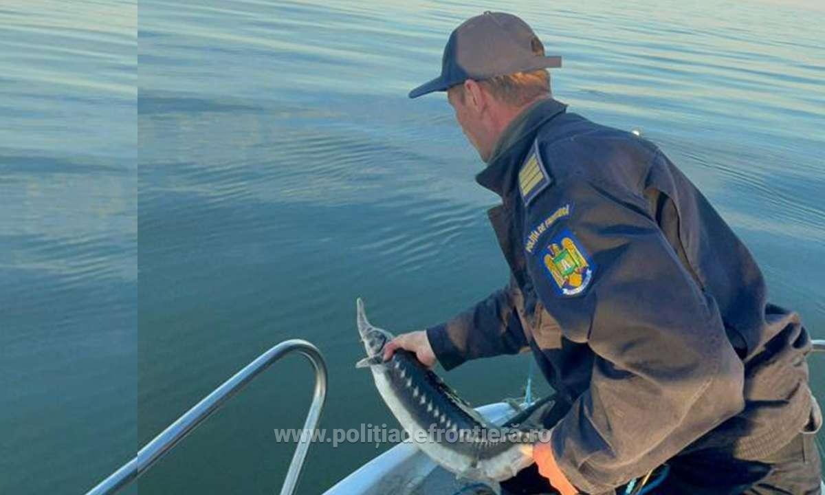 tokhal orvhalászat