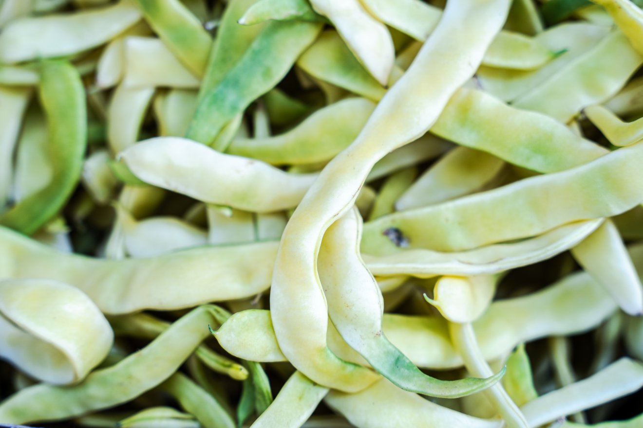 zöldbab