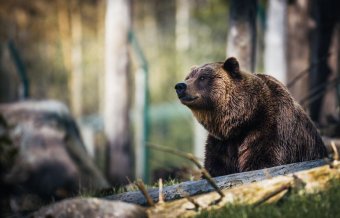 Tánczos Barna: uniós segítség nélkül nem lehet rendezni a medvekérdést