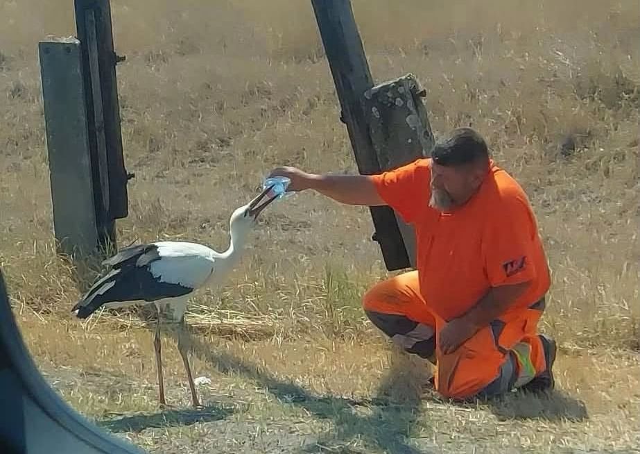 hőség madarak