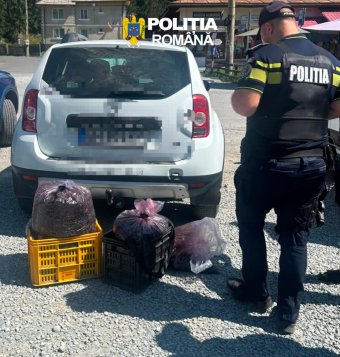 Szigorúan ellenőrzik az erdei gyümölcsök gyűjtését: engedély nélkül súlyos bírság járhat