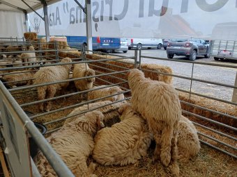 Brüsszel rábólintott a juh- és kecskeexport újraindítását célzó román tervre