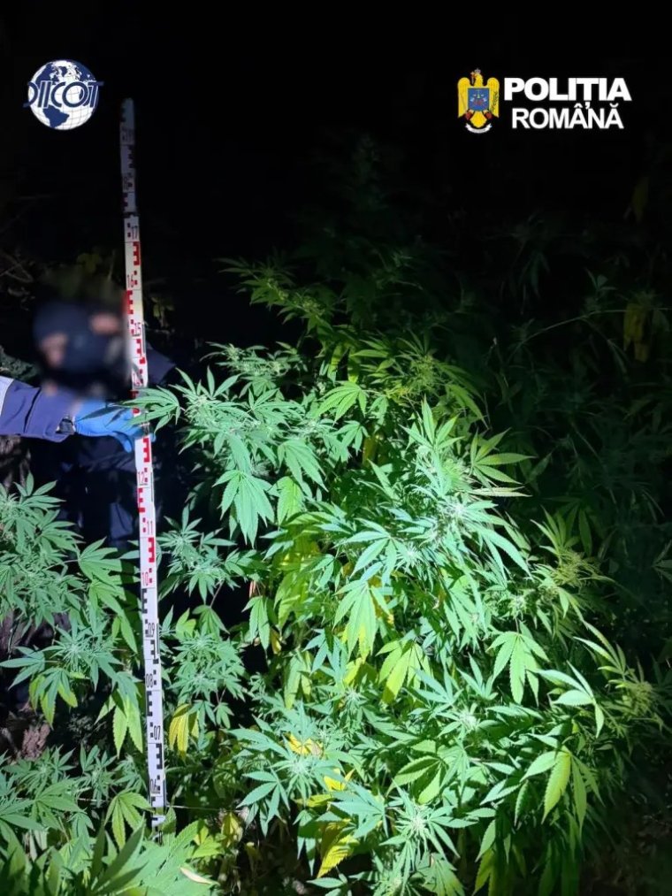 Kannabiszültetvényt számoltak fel Szászfenesen, a növények három méter magasra is megnőttek