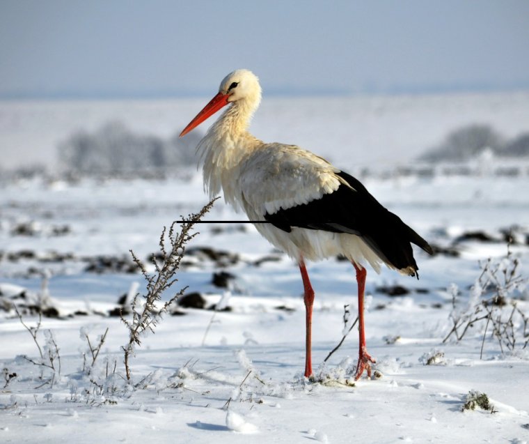 Havas fészekben álldogáló gólyák, üresnek tűnő etetők – mit tehetünk a madarakért télen?