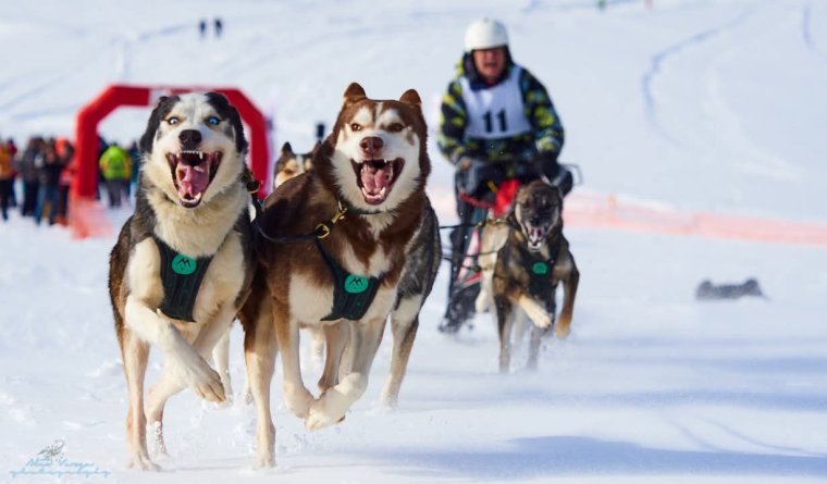 Először rendeznek kutyaszánhúzó világbajnokságot Romániában – Kiss Attila főszervező, óradnai plébános a sportág szépségéről, nehézségeiről, evangelizációról - VIDEÓ