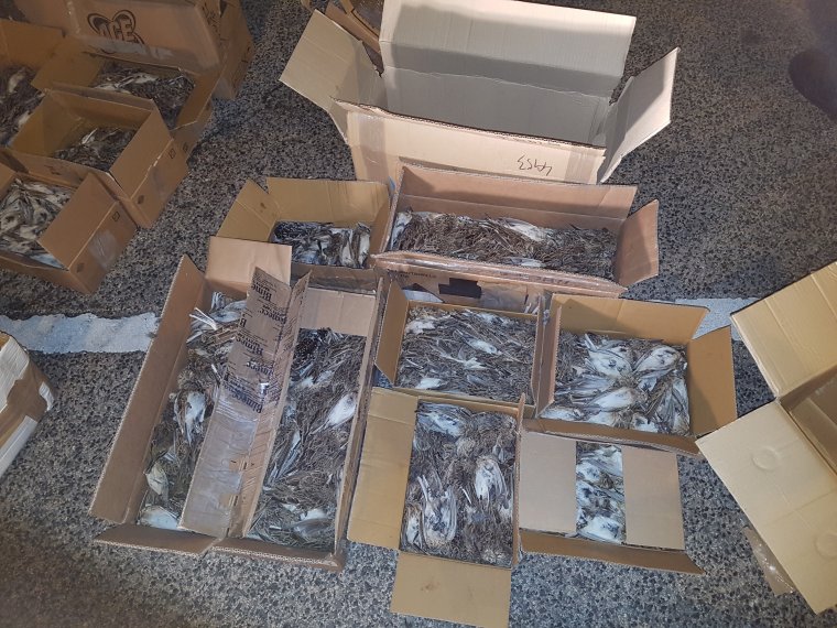 Több ezer, román autóba rejtett madártetemre bukkantak a magyar pénzügyőrök