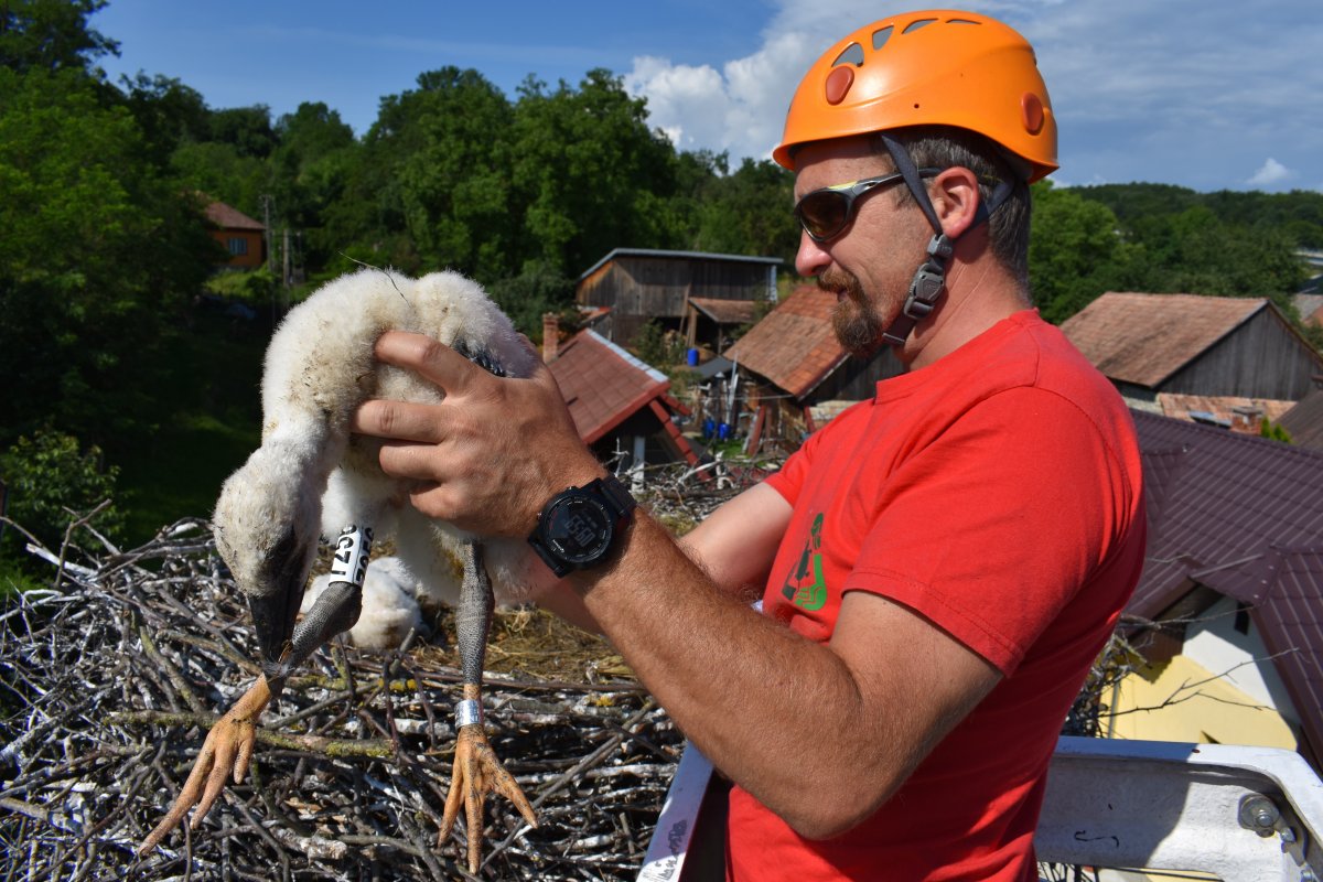 Szabó D. Zoltán a járarákosi gólyafészek egyik lakójával 