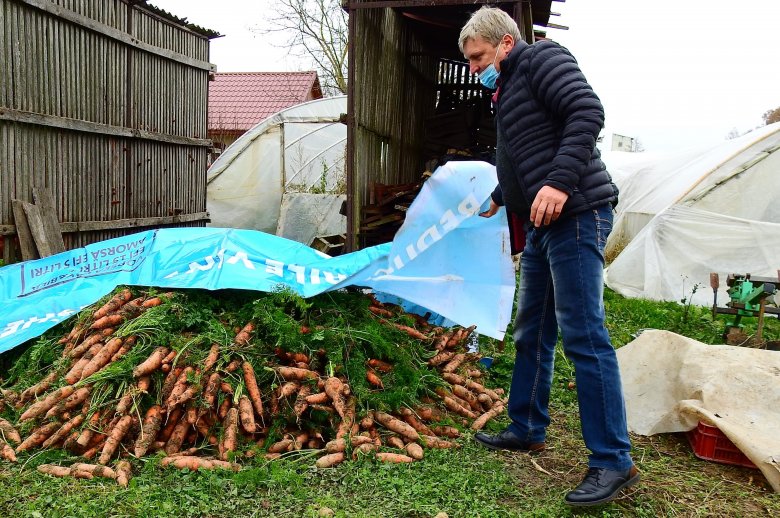 Kállai Pál a nemrég kiásott gyökérzöldséget mutatja •  Fotó: Makkay József