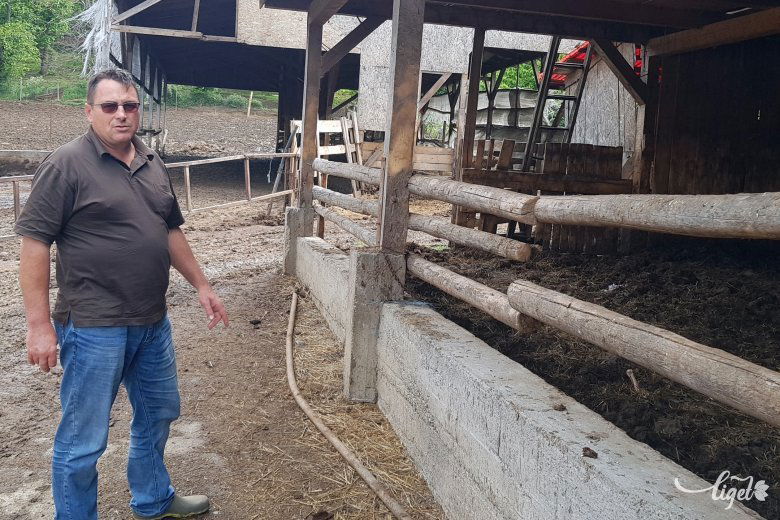 Papp Zoltán a karámot mutatja, ahova esténként bejönnek a tehenek •  Fotó: Makkay József