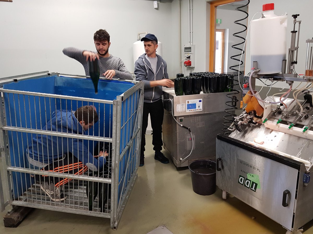 A frissen dugaszolt pezsgőspalackokat hosszú érlelésre helyezik el a munkások • Fotó: Makkay József