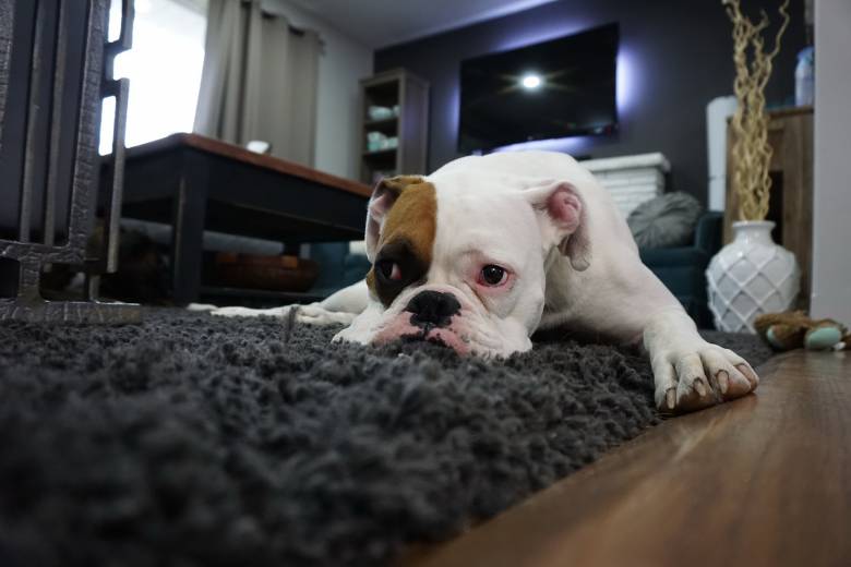 A közepes és kistestű, nem túl aktív kutyákkal nem lesz baj •  Fotó: Pixabay.com
