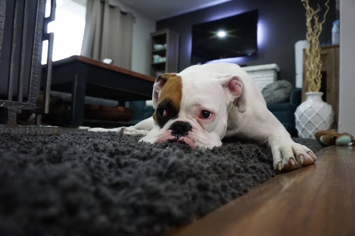 A közepes és kistestű, nem túl aktív kutyákkal nem lesz baj •  Fotó: Pixabay.com