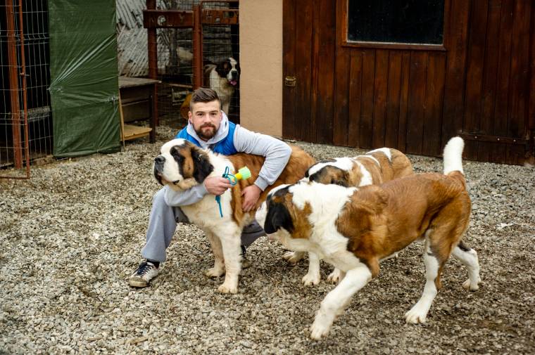 A hokikapus és a bernáthegyiek